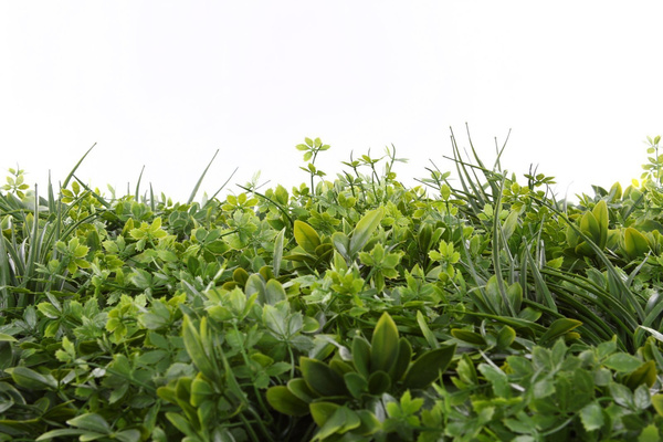 Sztuczna zielona ściana panel roślinny Szeflera 50x50 UV wodoodporna