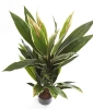 Sztuczna Dracena variegata 80 cm