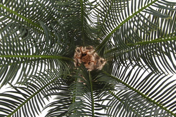 Sztuczny cykas 60 cm 18 liści