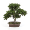 Sztuczne drzewko Bonsai Sosna Pinia 48 cm w brązowej ceramicznej doniczce