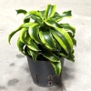 Dracena tornado 26 cm MK13/12 w hydroponice