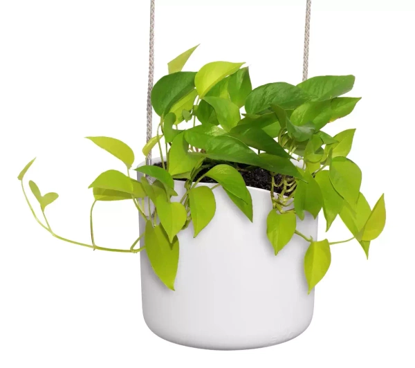 B. For Swing 18/16 Elho biała osłonka wisząca