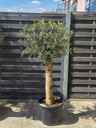 Oliwka europejska Olea europaea 160 cm gruby pień
