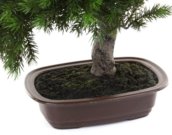 Sztuczne drzewko Bonsai Sosna Pinia 48 cm w brązowej ceramicznej doniczce