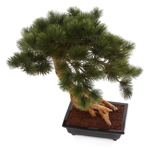 Sztuczny Bonsai Pinia Sosna Parviflora 55 cm w czarnej ceramicznej doniczce