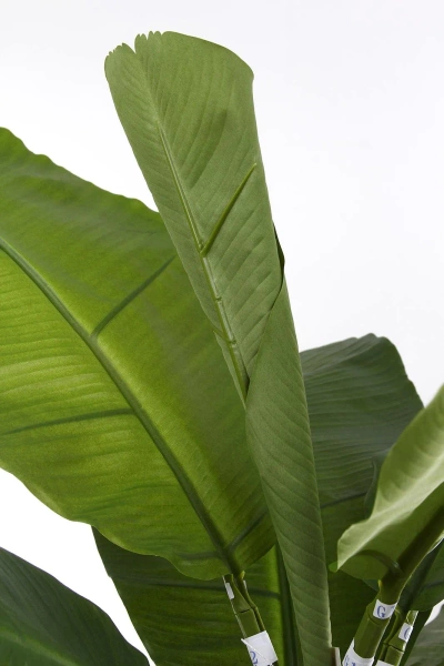 Sztuczny Bananowiec 165 cm