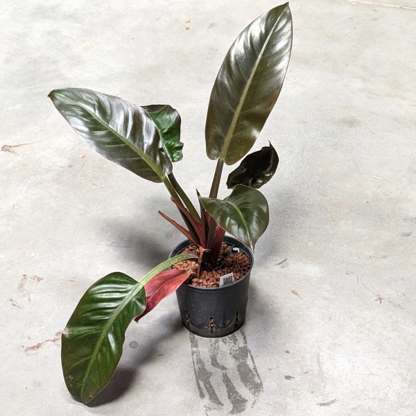 Philodendron czerwony imperial red 50 cm MK13/12