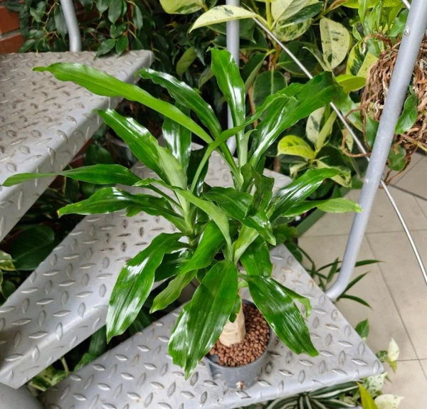 Dracena Fragrans w hydroponice MK13/12 55 cm