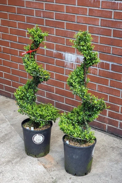 Ostrokrzew karbowanolistny Ilex Crenata spiralny 120 cm