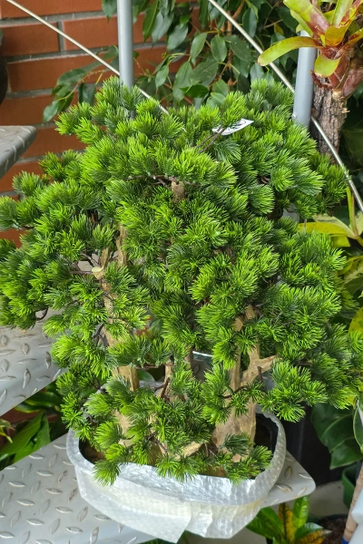 Sztuczny Bonsai Pinia Sosna w formie lasu 60 cm