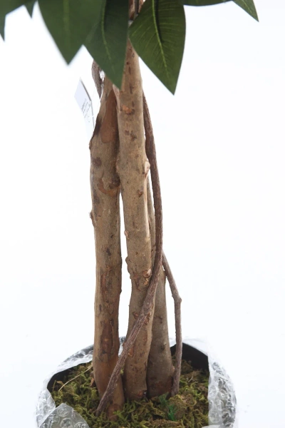 Sztuczny Fikus 150 cm naturalny drewniany pień