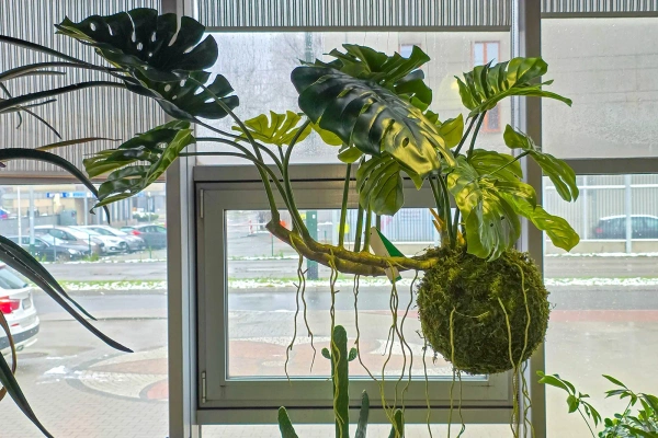 Sztuczna wisząca monstera na kuli z mchem 60 cm