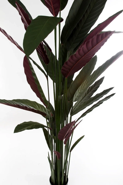 Sztuczna Maranta Stromanthe thalia 210 cm zielono-czerwona