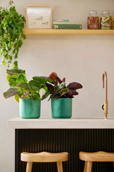 Zestaw do hydroponiki 22/19 osłona Ocean zielony pacyficzny