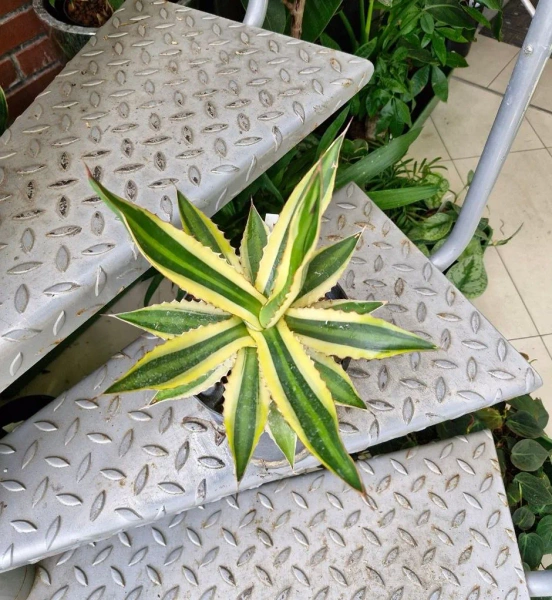 Agawa w hydroponice 30 cm MK15/19