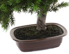 Sztuczne drzewko Bonsai Sosna Pinia 48 cm w brązowej ceramicznej doniczce
