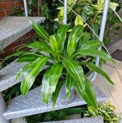 Dracena fragrans rainbow 50 cm MK15/19 w hydroponice