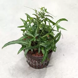 Hedera Bluszcz himalajski MK5/5