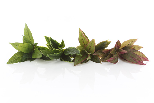 Sztuczna Kordylina 30 cm zielona