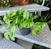 Epipremnum Pinnatum Global Green w hydroponice MK13/12