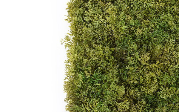 Sztuczna zielona ściana mata mech Islandzki 50x50 trudnopalna FR UV