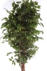 Sztuczny wysoki Fikus Benjamina 210-220 cm naturalny drewniany pień