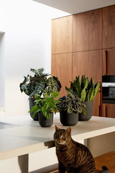 Jazz Elho 19 czarna osłonka w kropki living black