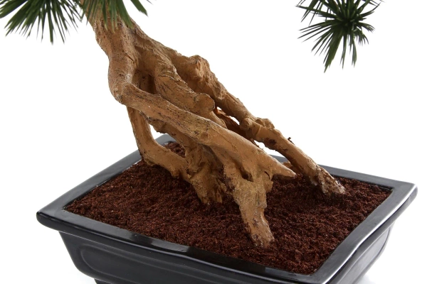 Sztuczny Bonsai Pinia Sosna Parviflora 55 cm w czarnej ceramicznej doniczce