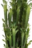 Sztuczny Kaktus Euphorbia Trigona 64 cm
