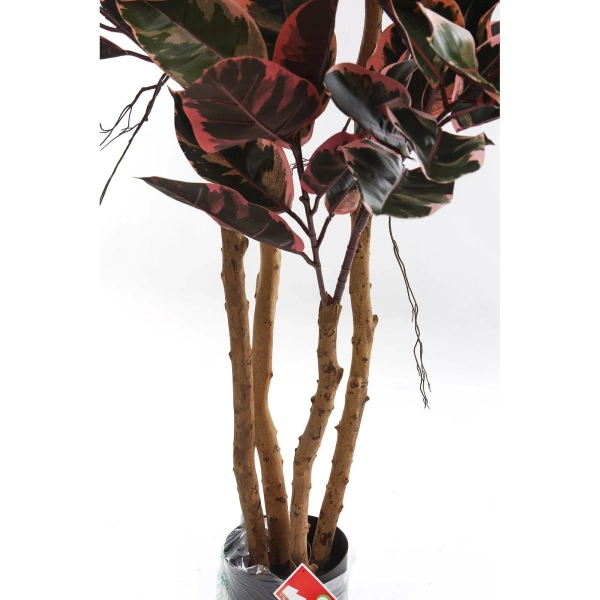 Sztuczny Fikus Elastica red ruby 200 cm, 124 liście