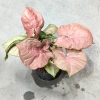 Syngonium Neon Robusta 28 cm MK11/9