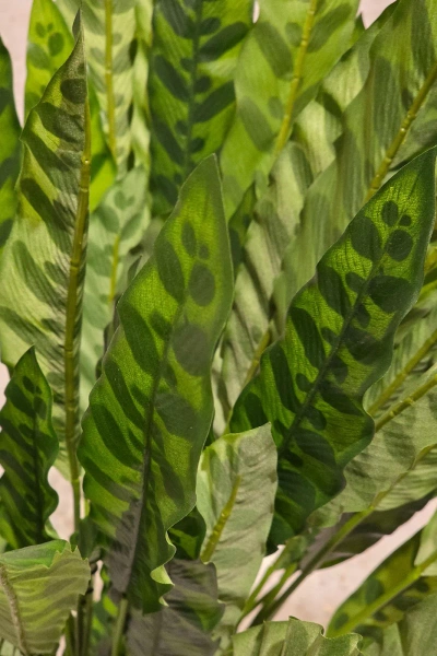 Sztuczna Kalatea lancetolistna 84 cm