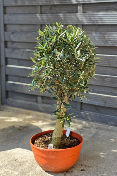 Drzewko oliwne 90 cm gruby pień