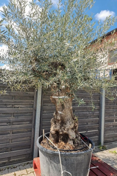 Drzewo oliwne wysokie Oliwka europejska 260 cm oryginalny pień