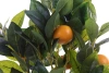 Sztuczne drzewko pomarańczowe cytrusy 75 cm
