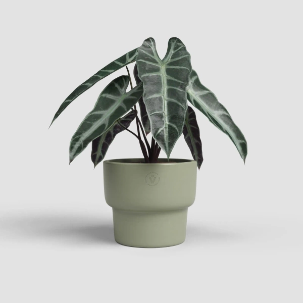 Echo High 16/14 oliwkowa osłonka ceramiczna na nóżce