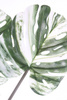 Sztuczna Monstera Variegata dziurawa zielono-biała 120 cm