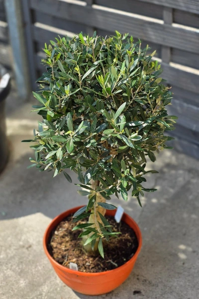 Drzewko oliwne 90 cm gruby pień