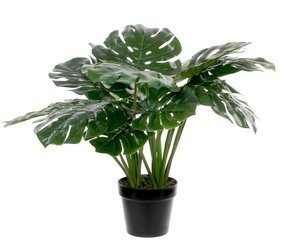 Sztuczna Monstera dziurawa deliciosa 60 cm duże liście