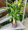 Dracena Fragrans w hydroponice MK13/12 55 cm