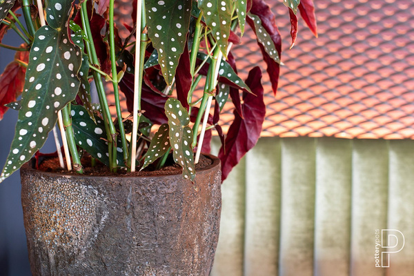 Bernd L 53/60 naturalna brązowa donica ostryga / oyster