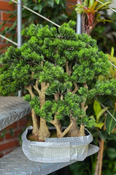 Sztuczny Bonsai Pinia Sosna w formie lasu 60 cm