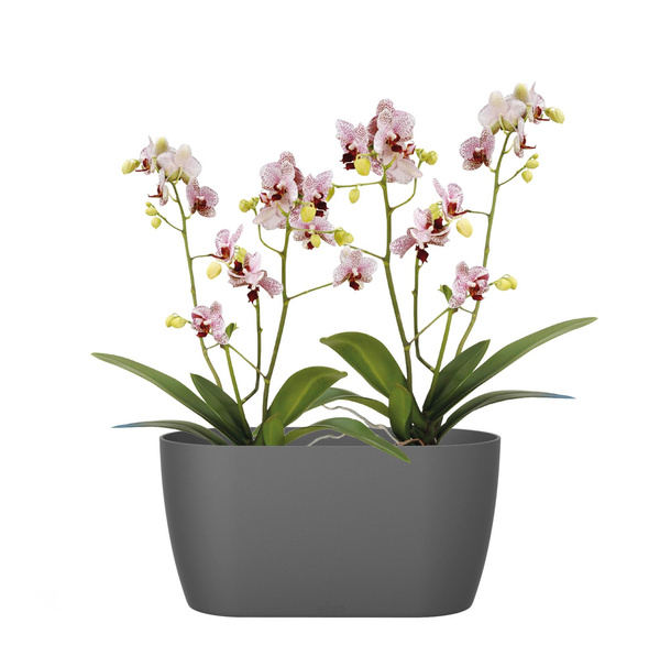 BRUSSELS ORCHID DUO 25 doniczka na storczyki wiśnia / cherry red