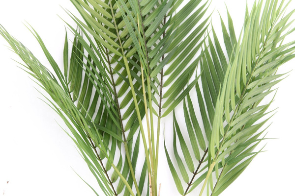 Sztuczna palma gałązka Chamedora wytworna Chamaedorea 85 cm