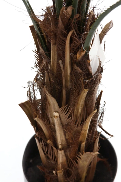 Sztuczna Palma Licuala 140 cm