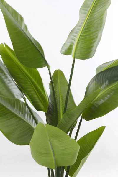 Sztuczna Strelicja Nicolai 150 cm