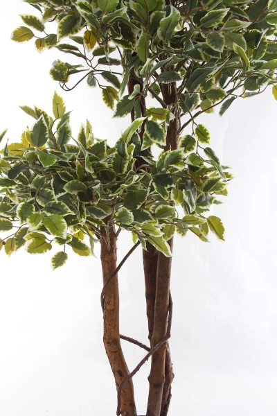 Sztuczny fikus benjamina 165 cm zielono-biały