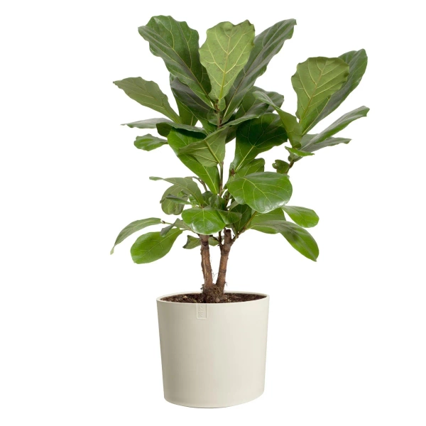 Eden 30 biała donica asymetryczna linen white Elho