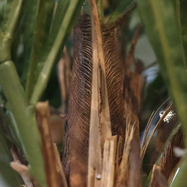 Sztuczna Palma wysoka 225 cm