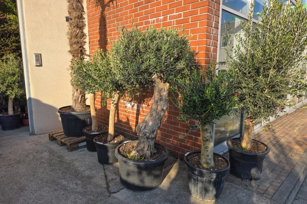 Drzewko oliwne bonsai Oliwka europejska 280 cm